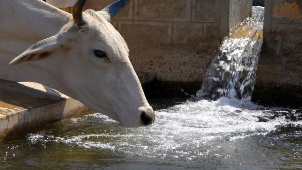 Cow-drinking-water